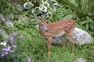 Bambi and Thumper; Cute as can be or perpetual garden pests? Try Bobbex Repellent to keep them both at bay.