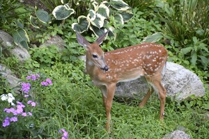 Bambi &amp; Thumper - Cute as can be or perpetual garden pests?