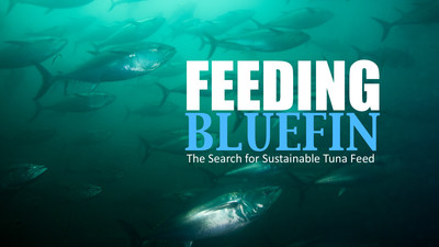 A short video show hows a feed breakthrough can help save wild tuna stocks.