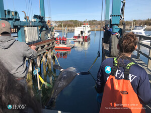 Update on endangered right whale found dead in Cape Cod Bay