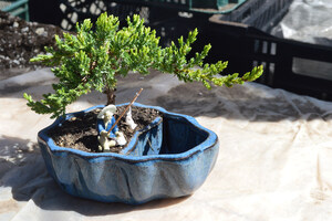 Learn the Art of Bonsai From 9GreenBox.com - Producing Lavish Household Plants and Accessories Since 2007