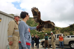 Aera Energy uses Harris hawks to deter nesting birds in an environmentally sensitive manner