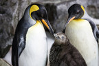 Happily ever after on World Penguin Day in New Zealand