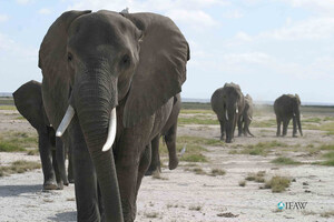 IFAW: Africa's Protected Areas Have Just A Quarter Of The Elephants They Should