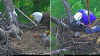 Rescued Eaglet Returned To National Arboretum Nest In Washington, DC