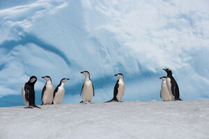 Pew: Urgency Grows for Network of Protected Areas Off Antarctica