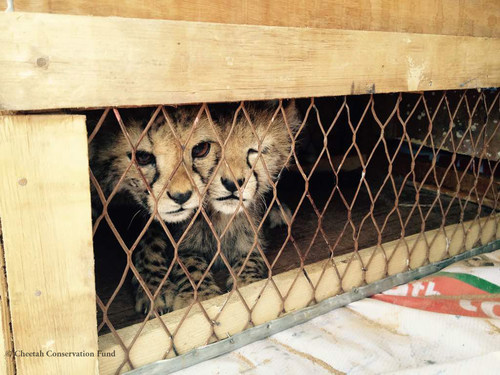 Two of the nine cheetah cubs confiscated from wildlife traffickers in Somaliland on April 19, 2017