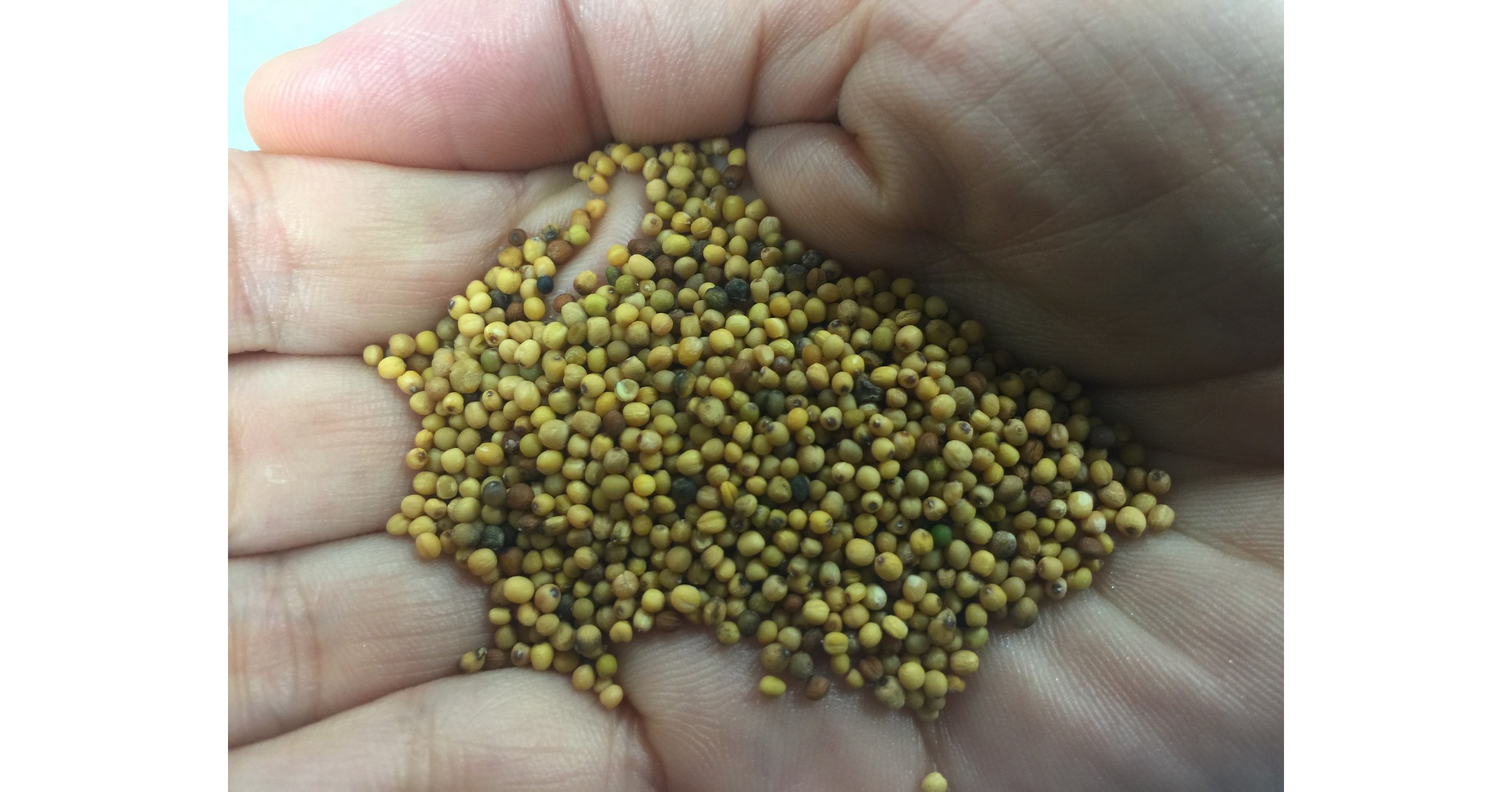 A Canadian company gets FDA approval for a new animal feed designed to