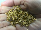 A Canadian company gets FDA approval for a new animal feed designed to cut global greenhouse gas emissions