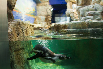 An Humboldt penguin took the plunge into his new exhibit at the Moody Gardens Aquarium Pyramid in Galveston, TX. This exhibit is one of many new experiences visitors will enjoy as the Grand Reveal of a $37 million comprehensive renovation is scheduled for Memorial Day Weekend.