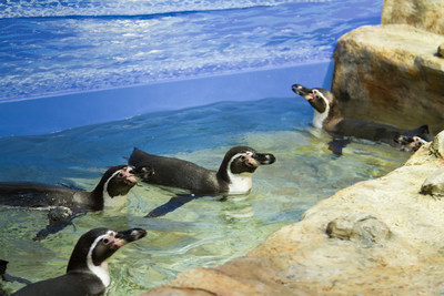 Humboldt penguins frolic in their new exhibit at the Moody Gardens Aquarium Pyramid in Galveston, TX. This exhibit is part of a $37 million comprehensive renovation scheduled to open Memorial Day Weekend.
