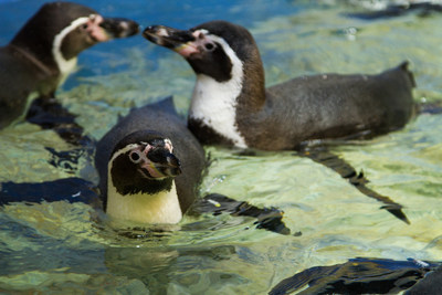 New Humboldt penguins settled into their new exhibit at Moody Gardens Aquarium Pyramid Thursday in Galveston, Texas. Visitors can see them and much more as the $37 million comprehensive renovation Grand Reveal is scheduled for May 27.