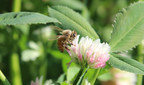 New Forage Seed Mixture Benefits Bees, Livestock and Sustainable Ag Research