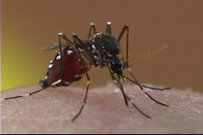 The Asian tiger mosquito can spread the Zika virus and is common in the southern United States. Unlike other species, the Asian tiger is active throughout the day, not just at dusk and dawn.