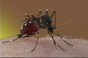 Orkin Releases Top 50 Mosquito Cities List
