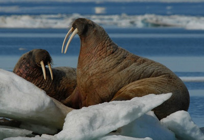 Atlantic Walrus © J. Higdon (CNW Group/Committee on the Status of Endangered Wildlife in Canada)