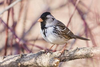 Harris’s Sparrow © G. Romanchuk (CNW Group/Committee on the Status of Endangered Wildlife in Canada)