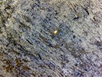 Mawson drills 8.8 metres at 7.5 g/t gold at Rajapalot, Finland