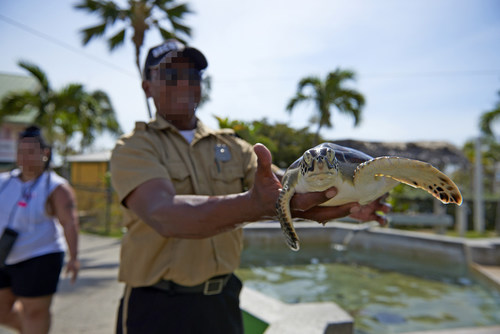 World Animal Protection is urging Carnival Cruise Lines to stop promoting and taking tourists to the Cayman Turtle Centre (CTC). The CTC keeps turtles in unhealthy conditions and allows tourists to handle them. It is the only facility in the world that still breeds sea turtles for meat. World Animal Protection / Nando Machado (CNW Group/World Animal Protection)
