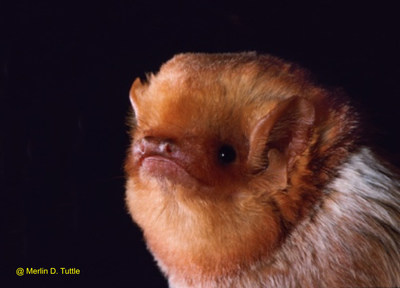 A Merlin Tuttle portrait of a lasiurus borealis also known as an eastern red.