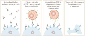 ReachBio Research Labs Offers New NK (V158+) Cells Optimized for ADCC Assays online