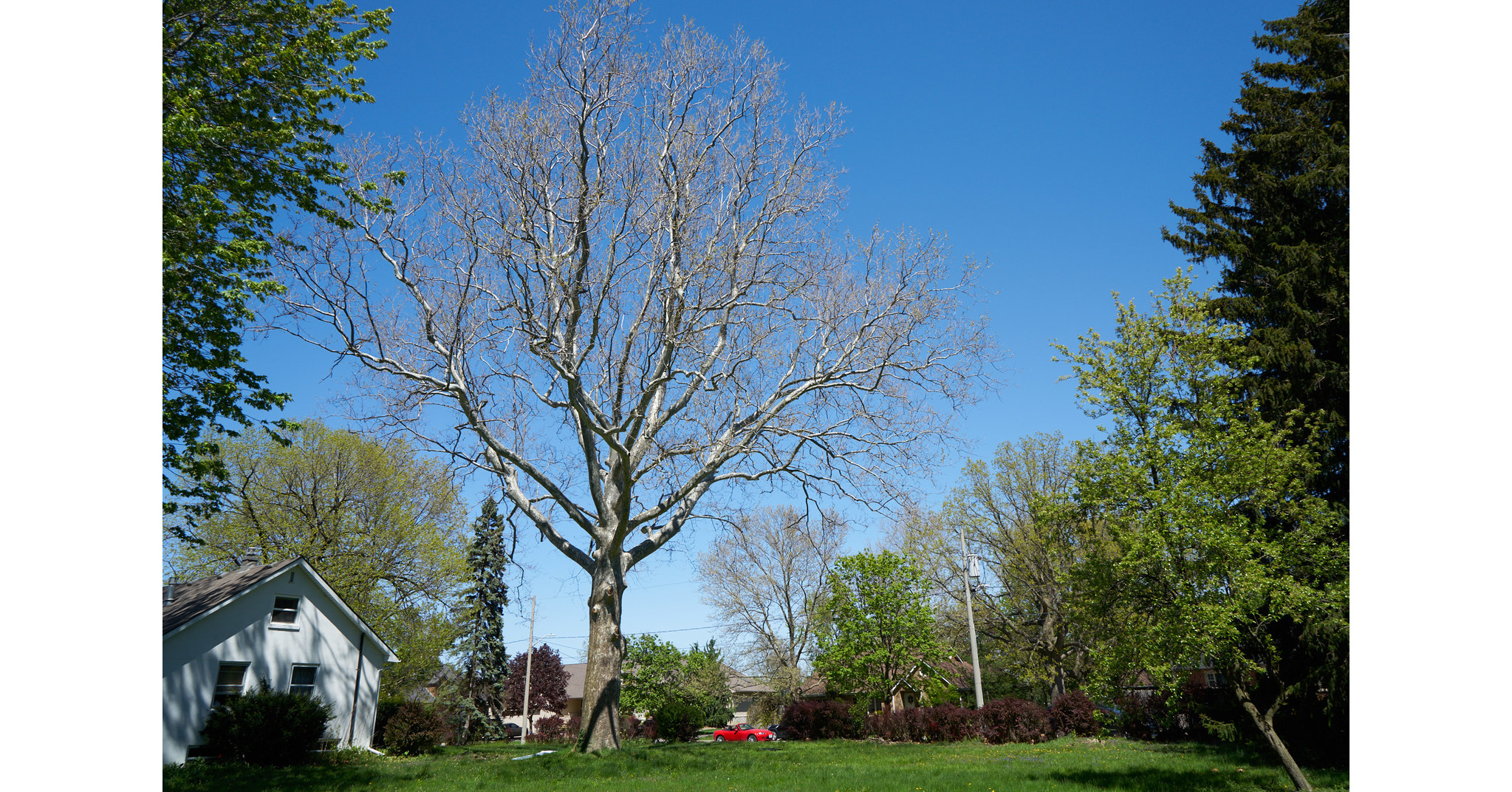 Latest Ontario Heritage Trees Celebrate Windsor's PreConfederation