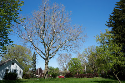 225 year old Sycamore tree in Windsor was recognized as a Forest Ontario Heritage Tree earlier today. (CNW Group/Forests Ontario)