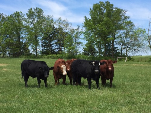 Chico led the amazing escape that took over local news and reached national attention. Since being rescued by The Gentle Barn, Chico and his brothers (pictured) have been given close medical attention and are enjoying their freedom at a foster-property. #StLouisSix