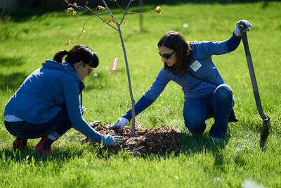 Volunteers from the accounting and finance teams at Hiram Walker & Sons were joined by their colleagues at Corby Spirit and Wine to plant 200 native trees in a section Windsor's Thompson Park. (CNW Group/Forests Ontario)
