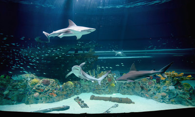 Caribbean Journey, opening May 13 at the Texas State Aquarium in Corpus Christi is a $58 million expansion, doubling the size of the attraction and completely immersing guests in the flora and fauna of the Caribbean Sea.