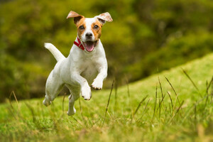 Farmers Insurance® &amp; Pets Best Reveal Top Springtime Pet Claims