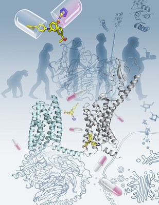 The new Nature study reports the crystal structure of the full-length human glucagon receptor (GCGR) that plays a key role in glucose homeostasis and serves as an important drug target for type 2 diabetes. The image shows the overall architecture of GCGR (grey cartoon, on the right), which consists of an extracellular domain and a transmembrane domain, in complex with an antibody mAb1 and a negative allosteric modulator NNC0640 (yellow sticks). The recently published cryo-electron microscopy structure of calcitonin receptor (cyan cartoon, on the left) bound to G protein, together with the full-length GCGR structure, highlighting the recent breakthroughs in class B GPCR research. (Image courtesy of Yekaterina Kadyshevskaya of the Bridge Institute at the University of Southern California.)