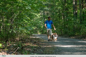 Projet pilote chien - 2e saison estivale - Parcs nationaux de Frontenac, de la Jacques-Cartier et d'Oka