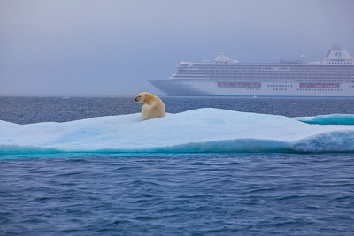 Polar Bear along Northwest Passage. PHOTO CREDIT: Neil Roberts, Paragon Pixels