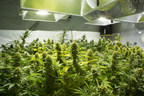 Medical Marijuana Dispensing Case Decided