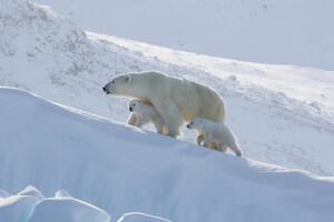 Exploring the Arctic is easier than ever with new website