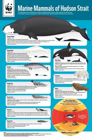 New WWF guide helps ships avoid vulnerable Arctic species