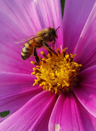 Today’s report of honey bee colony losses from the Bee Informed Partnership (BIP), in collaboration with the Apiary Inspectors of America (AIA) and the U.S. Department of Agriculture (USDA) provides welcome news for beekeepers.