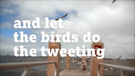 TMF-Let-Birds-Tweet