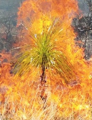 The Orton Foundation is committed to longleaf pine restoration in North Carolina by supporting best practices in forest health management, such as the application of prescribed burning. Photo: Angie Carl, The Nature Conservancy North Carolina