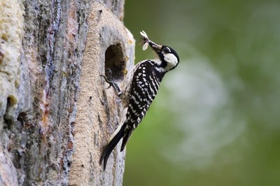 The Red-cockaded Woodpecker's habitat ?longleaf pines in the Southeast?was once shaped by the region's frequent lightning fires. The species was listed as Endangered in 1970 after drastic decline of original habitat. Photo: USFWS
