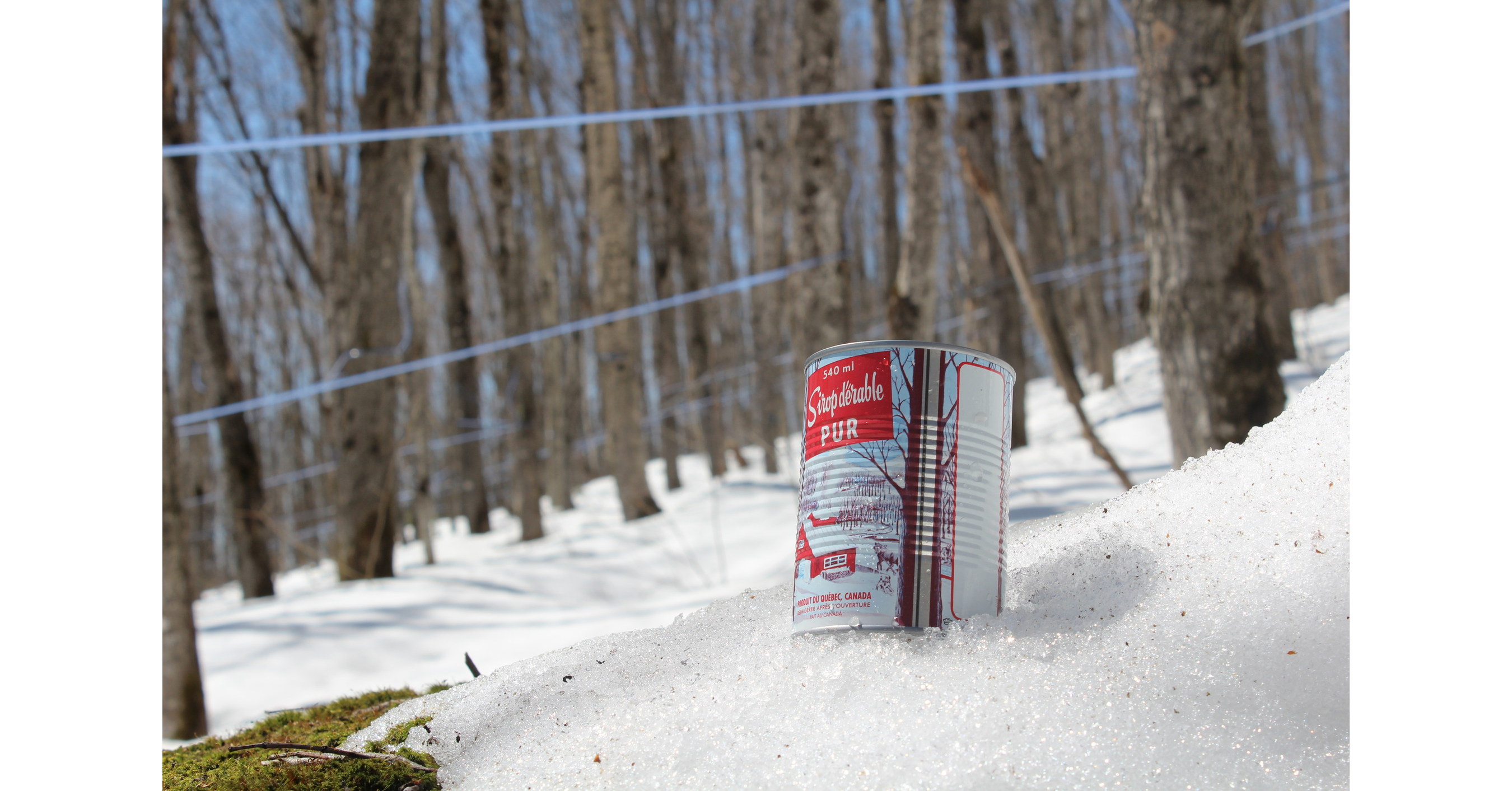 A Bountiful Harvest for Quebec Maple Syrup Producers