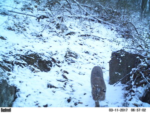 Confirmed Bobcat Sighting Documented Along Proposed PennEast Route, Says ReThink Energy NJ