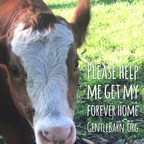 With Only Four Days Left, Gentle Barn Asks for Your Help In Securing a Forever Home for The #StLouisSix Cows