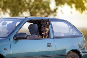 Leaving Your Pet In A Hot Car? There Is No Excuse