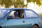 Vous laissez parfois votre animal dans un véhicule surchauffé? Il n'y a aucune excuse.