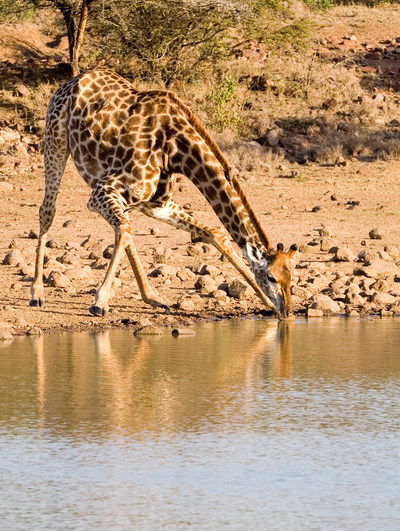 Jirafa. Los visitantes tendrán la oportunidad de ver algunas de las impresionantes adaptaciones evolutivas de este animal. Un corazón de grandes dimensiones y un complejo sistema circulatorio mantienen vivo a este mamífero. © Chris Burt / Shutterstock