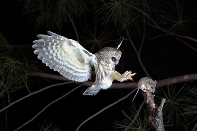 Lechuza norteña. Las fuertes garras y la sensible visión convierten a este depredador nocturno en una máquina de cazar. Pero sus oídos asimétricos son lo que le da una ventaja única en la oscuridad total. © Ron Austing | WildNaturePhotos