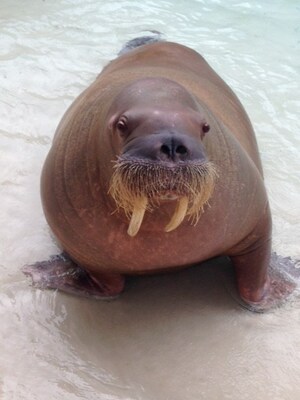 Sonja the Walrus Cause of Death Determined