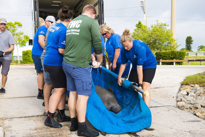 Caption: SeaWorld Orlando returned two manatees to their natural habitat yesterday morning. Rojo was rescued by the Florida Fish and Wildlife Commission in early March and taken directly to SeaWorld Orlando for rehabilitation. For the past three months, Rojo received treatment and supportive care for red tide toxicosis. Rojo is one of more than 30,000 animals that have been cared for by the SeaWorld Rescue Team.